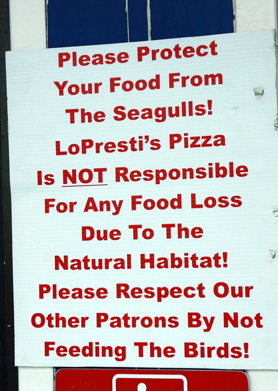 [pizza-eating-seagulls%255B4%255D.jpg]