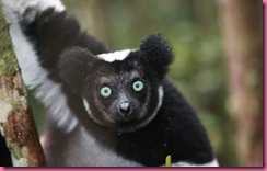 Madagascar Lemure 2 Madagascar Lemure 2