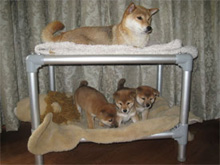 Bunk beds are a great way to maximize space in kennels and keep everyone clean.