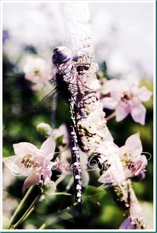 DRAGONFLY COLUMBINE PINK WM