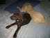 July 12th, Monday Chloe, Gino, Juno and McKenna inside and outside fun!!!