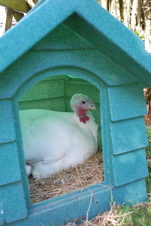 [DSC_0572%255B4%255D.jpg]