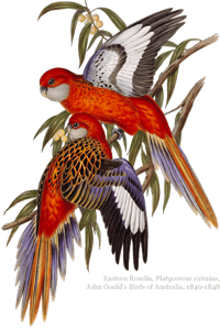 Hero rosellas