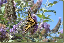 Bodega Head Butterfly on Lilac