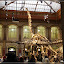 – Brachiosaurus – Brachiosaurus