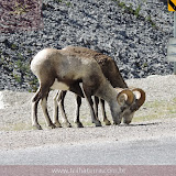Cabra da montanha - Estrada para Watson Lake, Yukon, Canadá