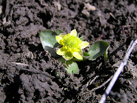 Lemondrop04-13 002.JPG Photo