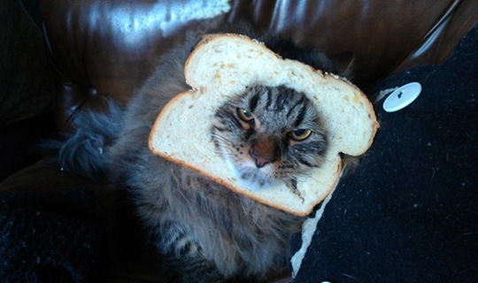 [breaded-cats-13%255B2%255D.jpg]