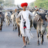 Indian Cow Breeds