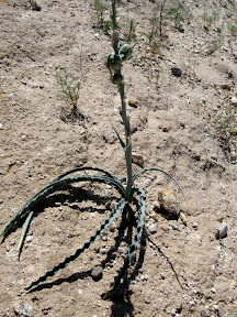 This is a cool Desert Liliy that i have no clue as to the name.