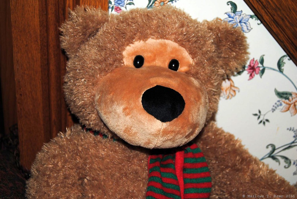 [tn_2011-11-25%2520Nickleby%2520%25282%2529%255B3%255D.jpg]