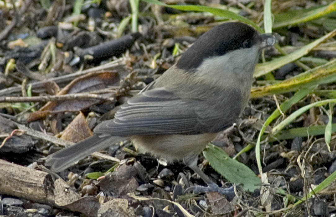 [MARSH%2520TIT%25203%255B4%255D.jpg]