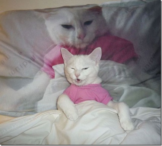 funny-animals-cute-1