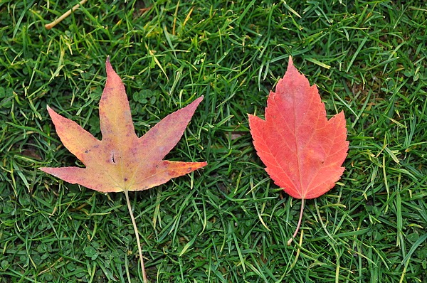 DSC_4998.JPG DSC_4998.JPG
