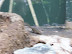 National Zoo in August