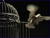 bird out of its cage 111 bird out of its cage 111