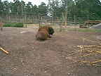 European bison resting