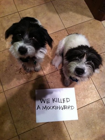 [dog-shaming-bad-40%255B2%255D.jpg]