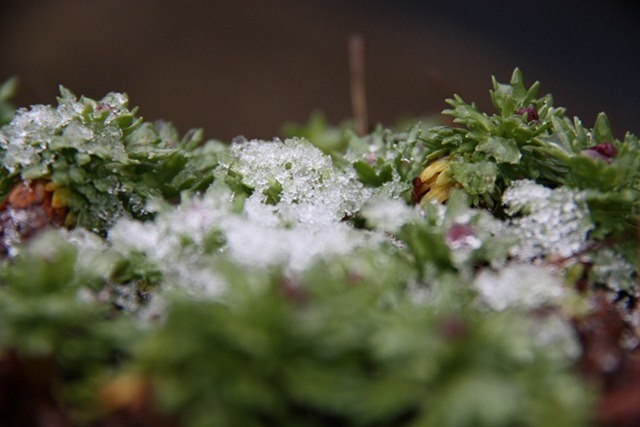 sneeuw sneeuw