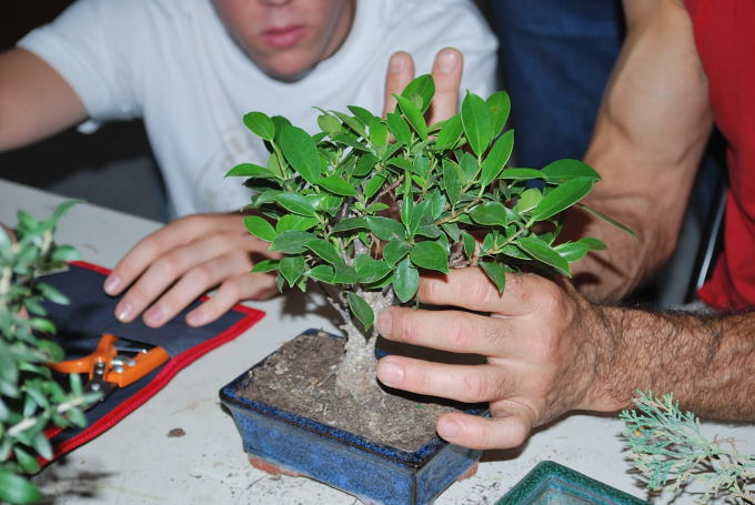 Ficus retusa de Samuel.
