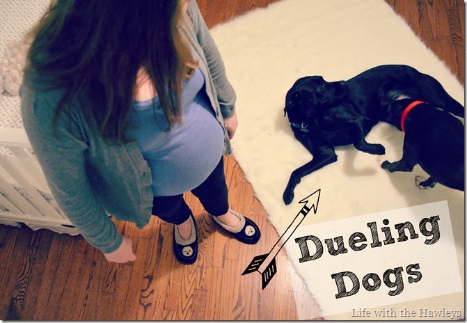 Dueling Dogs Dueling Dogs