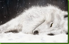 Wolf-rain-Wallpaper-Wolfs-Rain-Anime