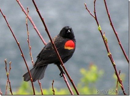 Male Red-wing Blackbird