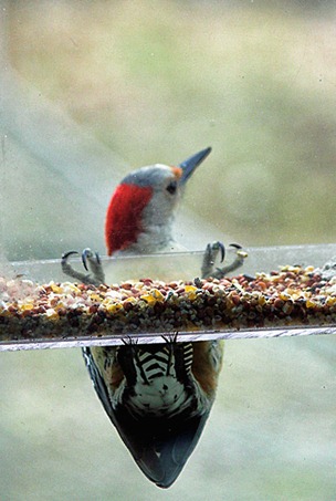 goldfronted woodpecker