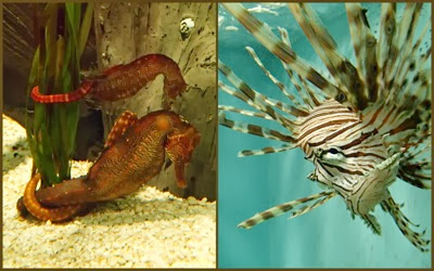 Sea horses lion fish