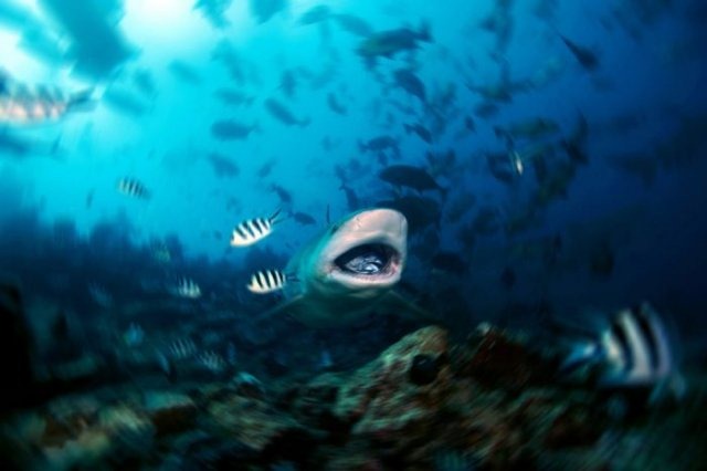 [swimming-with-sharks-1%255B2%255D.jpg]