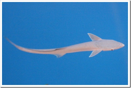 Remora/shark sucker