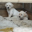 chiots Labrador