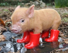 minipig1d