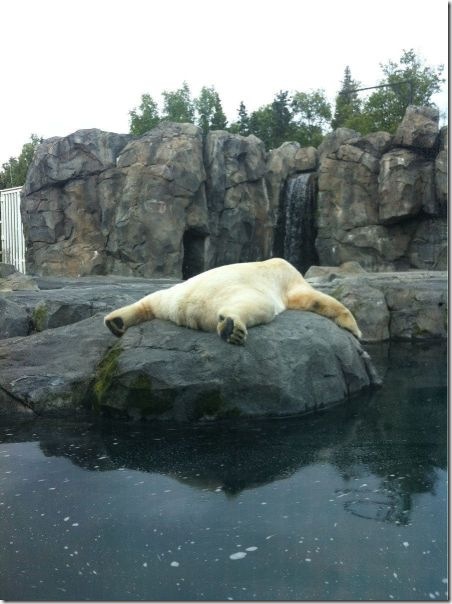funny-animals-haha-9