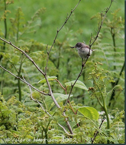 10-whitethroat 10-whitethroat