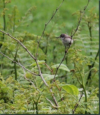 10-whitethroat