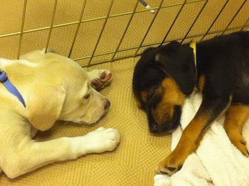 It is believed that puppies and older dogs tend to dream more than middle aged ones.
