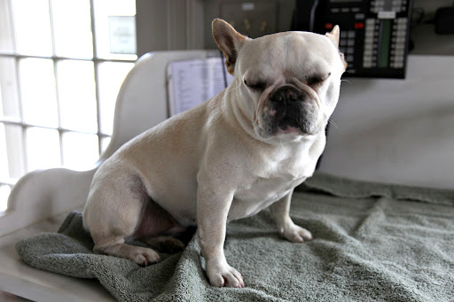 I managed to control myself when I saw that squirrel and look at me!  I don't need a bath!