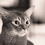 Katzen