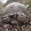 Sonoran Desert Tortoise