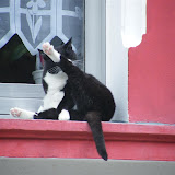 Coole Cat