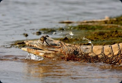 Gharial cut snout Chambal