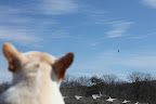 It seems to be getting closer, whatever it is and the crows are getting louder.  They seem very upset by this bird's presence.