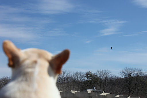 It seems to be getting closer, whatever it is and the crows are getting louder.  They seem very upset by this bird's presence.