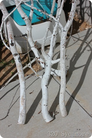 birch logs white poplar branches