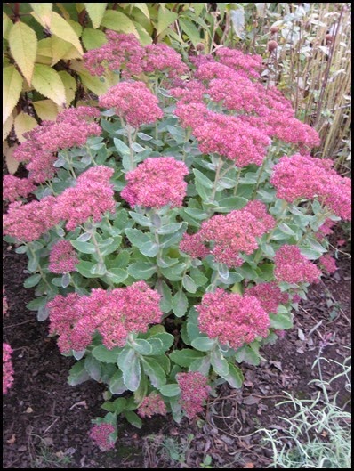 [sedum---autumn-joy_thumb22.jpg]