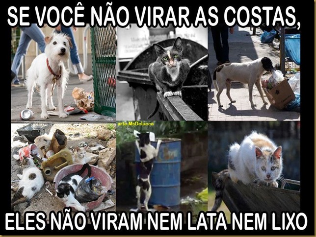 vira-lata vira-lata