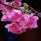 Lijiang - flowers...