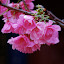 Lijiang - flowers...