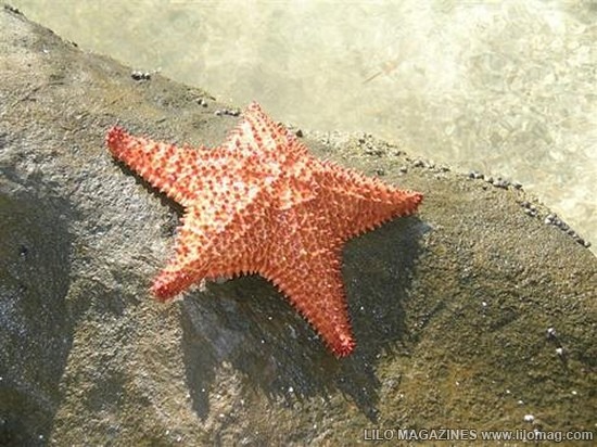 [Starfish-014.jpg]